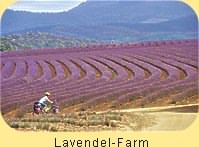 Lavendel-Farm im Nordosten