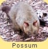  Possum 