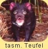 tasmanischer Teufel