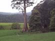 Riesen-Bume sehen Sie hufig auf Ihrer Fahrradtour durch Tasmanien